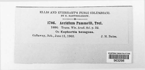 Aecidium grindeliae image